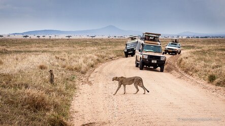 Top   Reasons To Choose The Best Luxury Tanzania Safari Tours