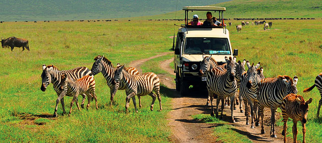 Private Safari In Tanzania