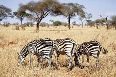 Tanzania national park tour packages