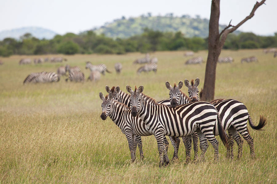 Serengeti National Park Holidays