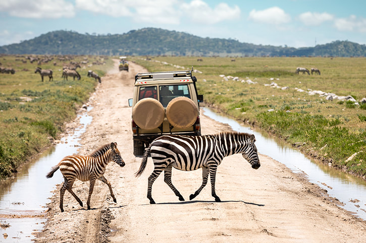 Serengeti safari tour packages