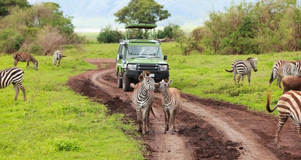 Tanzania safari tour packages